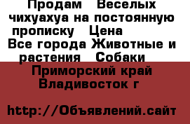 Продам.  Веселых чихуахуа на постоянную прописку › Цена ­ 8 000 - Все города Животные и растения » Собаки   . Приморский край,Владивосток г.